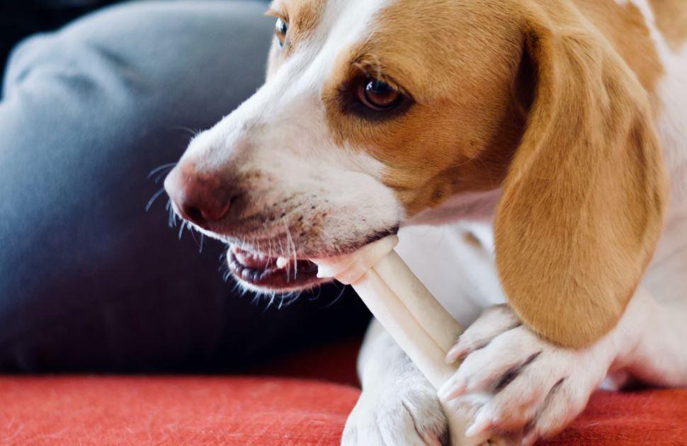 Tuen Sie Ihrem Hund etwas Gutes - Hochwertige Zahnpflege für den Vierbeiner