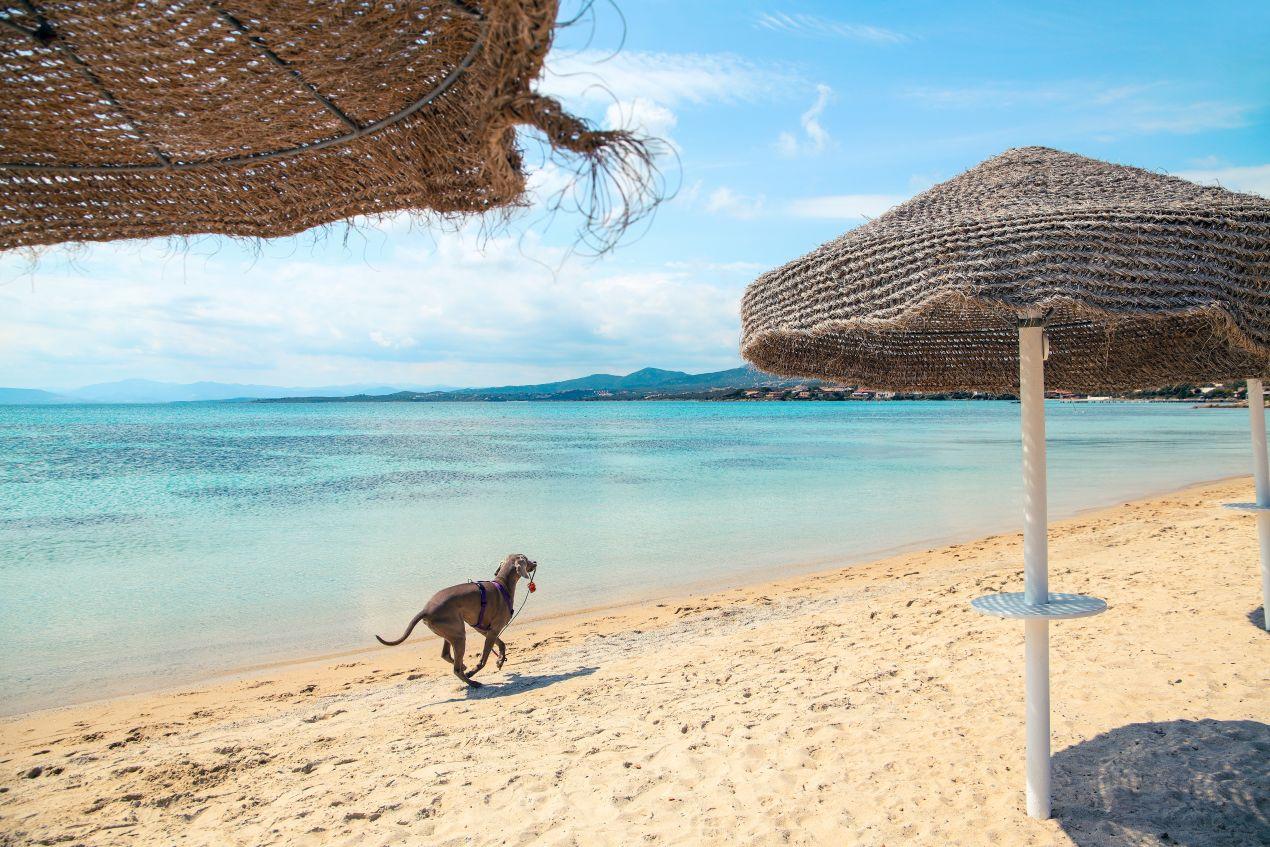 Hund rennt am hellen Sandstrand unter Strohdach-Schirmen entlang, waehrend das Meer ruhig glitzert – perfekter Spot fuer Gäste eines Sardinien Ferienhaus mit Hund.